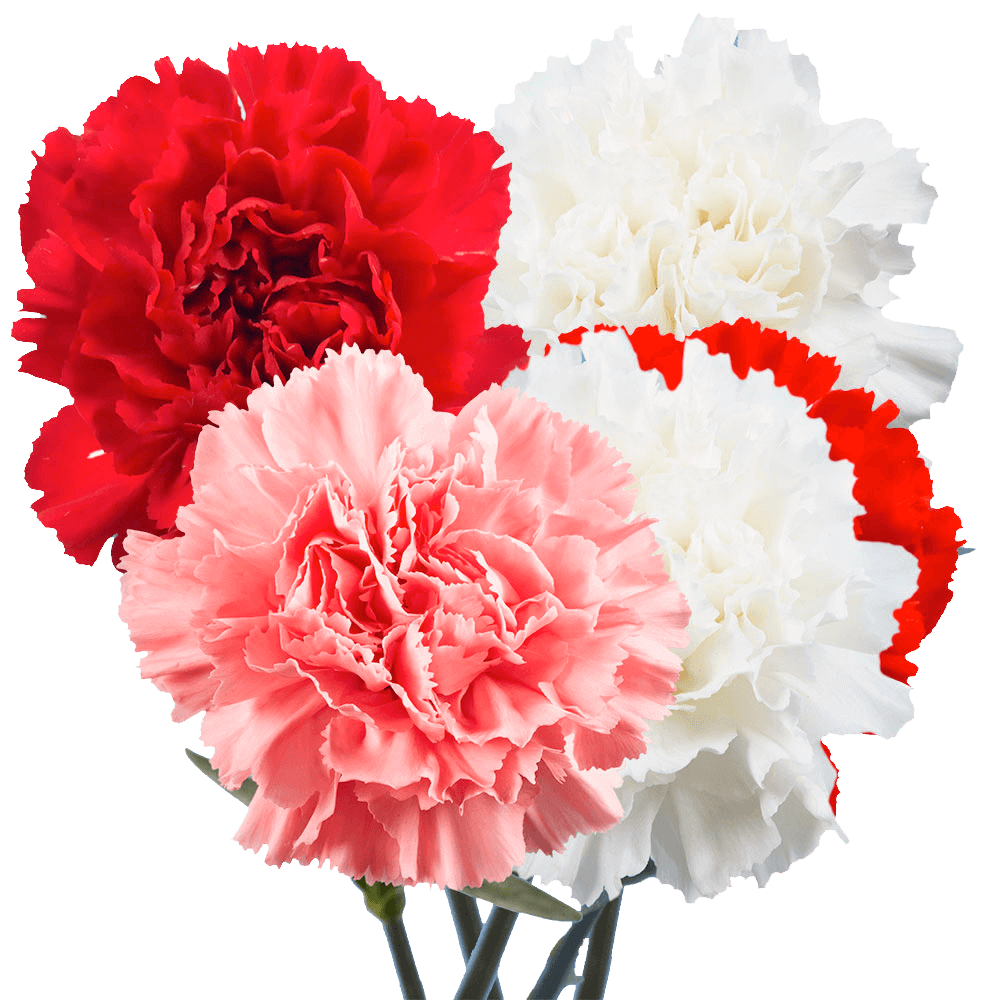 carnations